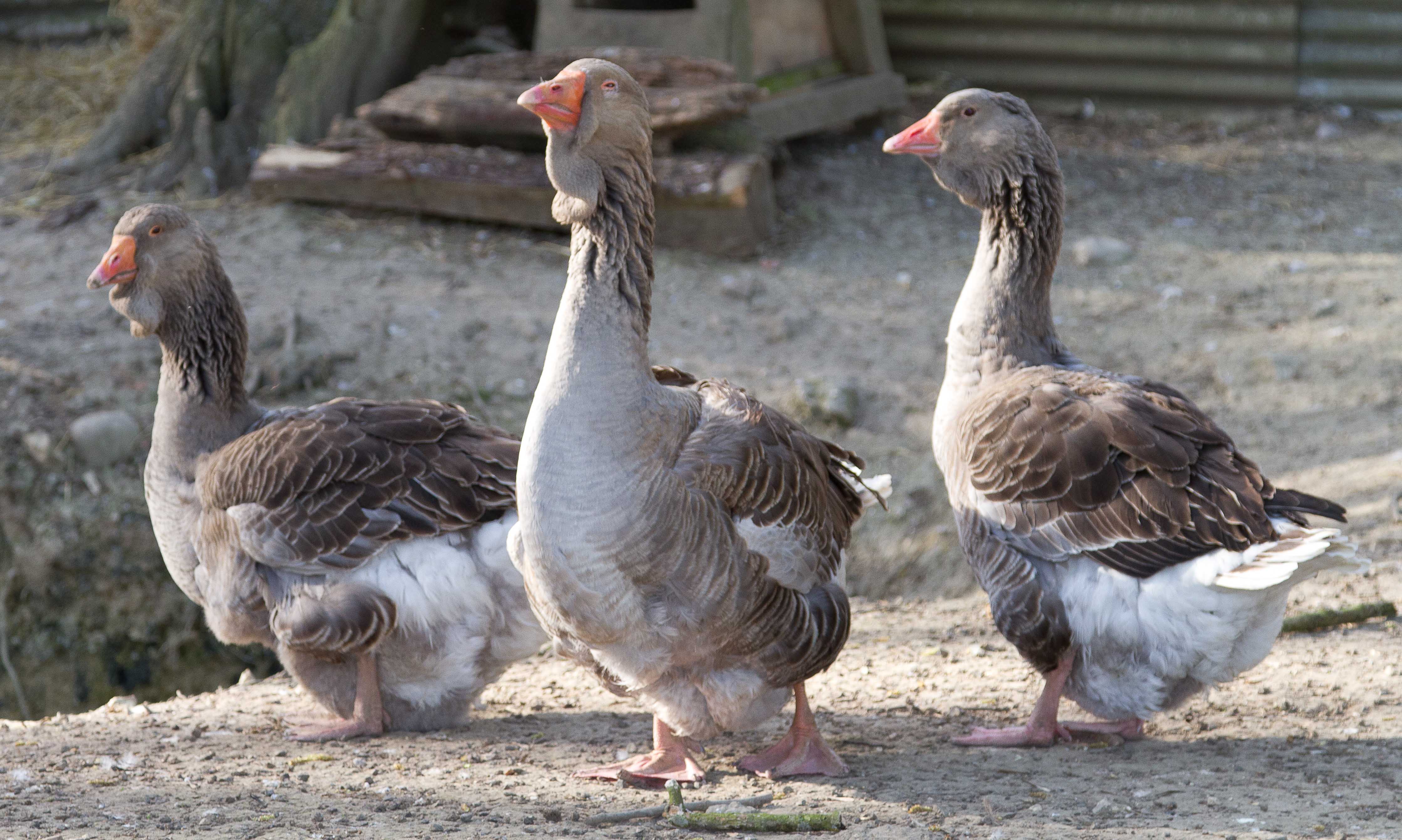 Images of Our Widfowl Poultry Breeder Poultry Breeder Suffolk
